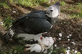 Espécime sendo alimentada no Zoológico de Miami, na Flórida, nos Estados Unidos