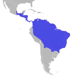 Distribuição do gavião-real na América Central e América do Sul. Embora amplamente distribuído, é raro em boa parte dos países nos quais os avistamentos ocorrem