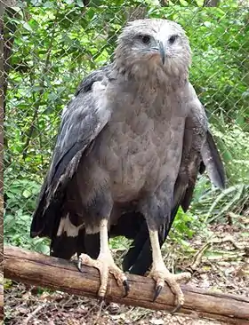 Espécime no Zoológico da Universidade Federal de Mato Grosso, Cuiabá