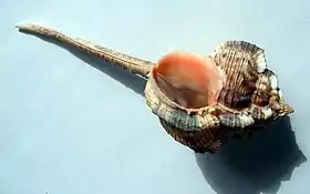 Vista de H. haustellum, mostrando sua expansão na área da columela.