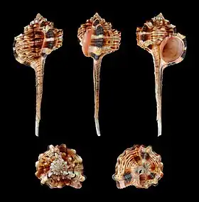 Cinco vistas de Haustellum haustellum, espécie que já pertenceu ao gênero Murex, encontrada no Indo-Pacífico.