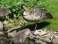 Branta sandvicensis