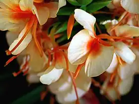 Hedychium carneum