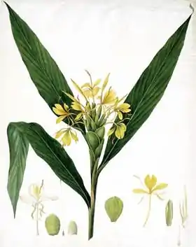 Hedychium coccineumby William Roscoe 1828