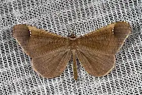 Macho da espécie Macrosoma stabilinota (Prout, 1932), encontrado na região do rio Javari, Amazonas.