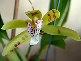 Helcia sanguinolenta