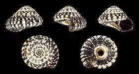 Cinco vistas da concha de Heliacus variegatus (Gmelin, 1791), espécime das Filipinas.