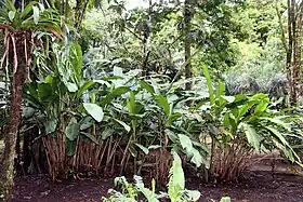 H. colgantea no Jardim Botânico de Wilson, Costa Rica