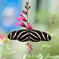 Fotografia de Heliconius charithonia, vista superior. Esta borboleta Heliconiini atinge o sul dos Estados Unidos em sua distribuição geográfica.