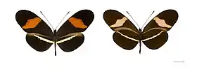 H. erato petiverana, vista superior (esquerda) e inferior (direita), uma subespécie mexicana de Heliconius erato similar a H. erato phyllis.