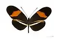 As borboletas Heliconiinae, como este espécime de Heliconius erato, apresentam asas anteriores com margens mais arredondadas e coloração mais homogênea em sua mancha superior avermelhada do que ocorre em E. lansdorfi.