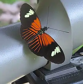 Fotografia da borboleta Heliconius melpomene, uma espécie variável da tribo Heliconiini na região neotropical das Américas, que apresenta coloração aposemática e participa de diversas associações miméticas de espécies.
