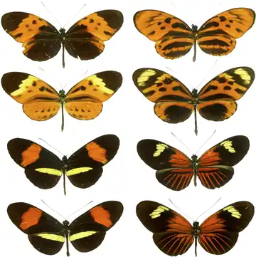 O mimetismo mülleriano em borboletas Heliconius é visto aqui, apresentando quatro formas de H. numata, duas formas de H. melpomene e as duas formas de imitação, correspondentes, de H. erato.