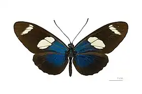 Fotografia de H. sara ssp. sara, vista superior. Embora os padrões de cores em amarelo, laranja, abóbora e vermelho sejam os mais comuns em borboletas do gênero Heliconius, algumas espécies como esta e H. wallacei, sapho e cyndo, possuem seus padrões de asas em azul.