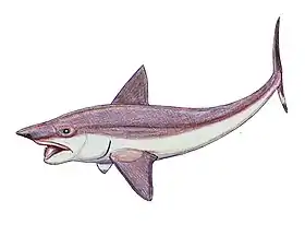 Helicoprion um peixe Comprimento: até 10 m