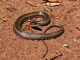 Helicops infrataeniatus