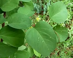 Helinus integrifolius.