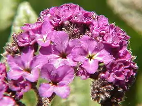 Heliotropium arborescens
