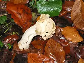 Helvella crispa
