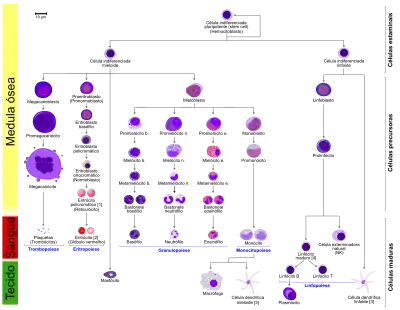 Hematopoiese em humanos