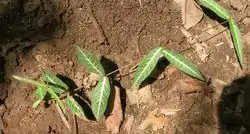 Salsaparrilha indiana