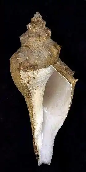 Vista inferior de uma concha de Hemifusus colosseus (Lamarck, 1816), com o perióstraco; uma espécie do gênero Hemifusus Swainson, 1840 encontrada no Sudeste Asiático até Taiwan e que pode atingir até os 42 centímetros de comprimento.