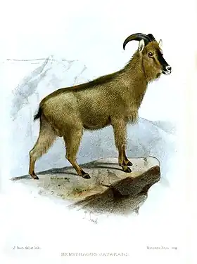 Ilustração do Tahr-árabe (Arabitragus jayakari)