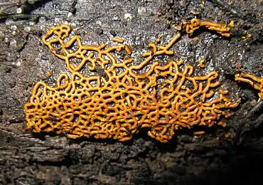 Hemitrichia serpula gênero espécie de Myxogastria