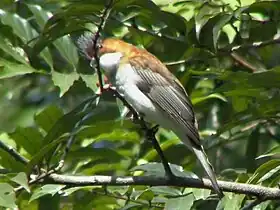 Hemixos castanonotus