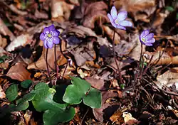 Hepatica nobilis.