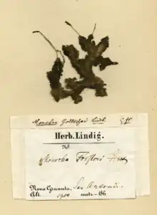 Exsicata de Monoclea gottschei Lindb, Herb. H-SOL 2609004 [4]