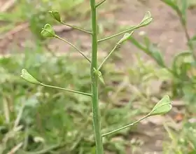 Capsella bursa-pastoris