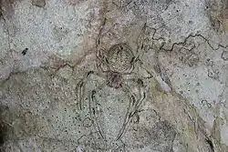 H. cf. papuana (Nova Guiné).