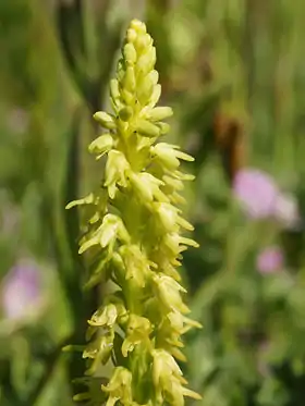 Herminium monorchis