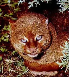 Jaguarundi (Herpailurus yagouaroundi cacomitli)
