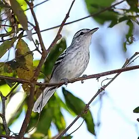 Chorozinho-de-bico-comprido macho em Dourado, Estado de São Paulo, Brasil