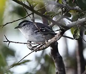 Chorozinho-da-caatinga macho em Crato, Ceará, Brasil.