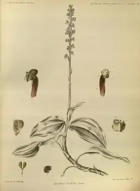 Hetaeria affinis (syn. Hetaeria rubens) in:G. King & R. Pantling:The Orchids of the Sikkim-Himalaya(1898)