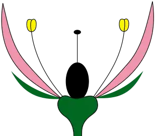 Perianto díclamedeo/heteroclamídeo com pétalas e sépalas distintas