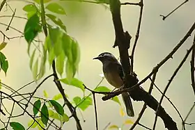 Heterophasia auricularis