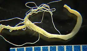 Heterospio catalinensis (foto de K. Barwick).