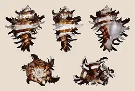 Cinco vistas de H. cichoreum, espécie-tipo do gênero e que já pertenceu ao gênero Murex, encontrada no sudoeste do oceano Pacífico.