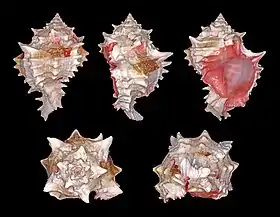 Cinco vistas de H. erythrostomus, espécie que já pertenceu aos gênero Murex, Chicoreus e Phyllonotus, encontrada do oeste do México até o Peru.