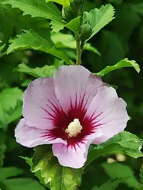 Flor e folhas de Hibiscus syriacus