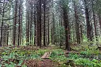 Através da floresta