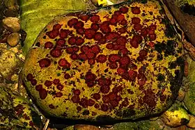 Hildenbrandia rivularis