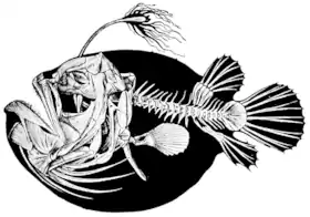 Himantolophus groenlandicus