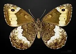 △ Hipparchia hermione