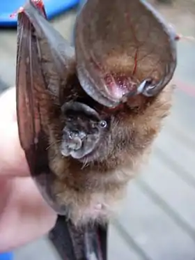 Hipposideros ridleyi