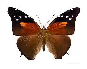 H. acheronta